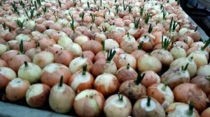 Верхушки на луке,резать или нет,лук на перо