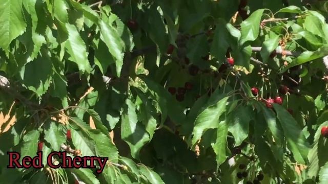 Cherry ?#cherry #garden #cherrygarden смотреть онлайн