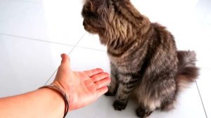 Учу нашу кошку МЕЙН КУНА Герду команде ДАЙ ЛАПУ и ЛЕЖАТЬ Дрессировка