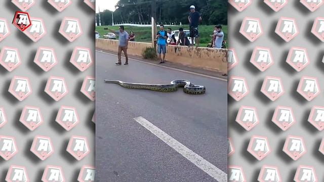 GIANT ANACONDA ON A ROAD IN BRAZIL, LOOK WHAT THE LOCALS DID… смотреть онлайн