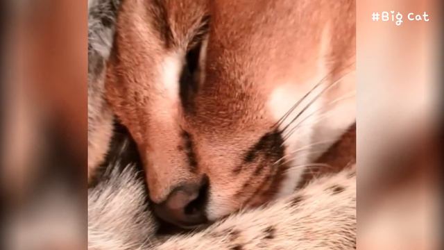 Serval Myxa and Caracal Adolf Play Together : Sogga & Floppa смотреть онлайн