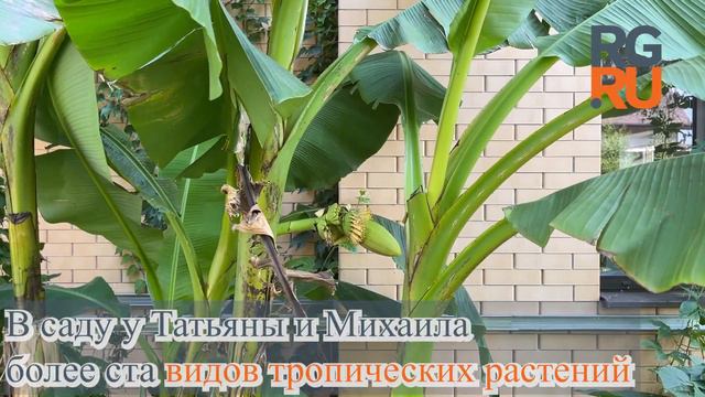 Ростовские бананы - Российская Газета Неделя о нас смотреть онлайн