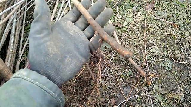 Укорененный всл 2