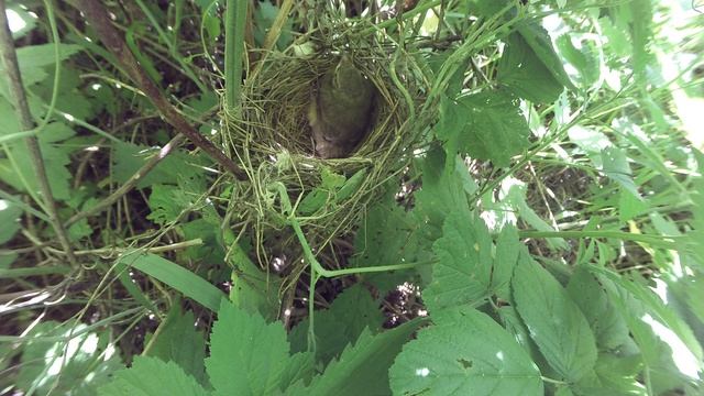 Славка садовая 150605 13 150620 вылет