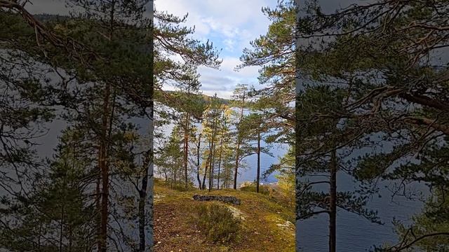 Старость Младостарчество Вековые деревья. Генетика и Евгеника смотреть онлайн