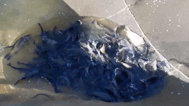 пруд Черноморец 22.06.18 запуск линя. смотреть онлайн