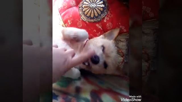 Котофильм: "СИД" - МАЛЕНЬКИЙ ПЁС ? Герой in YouTube смотреть онлайн