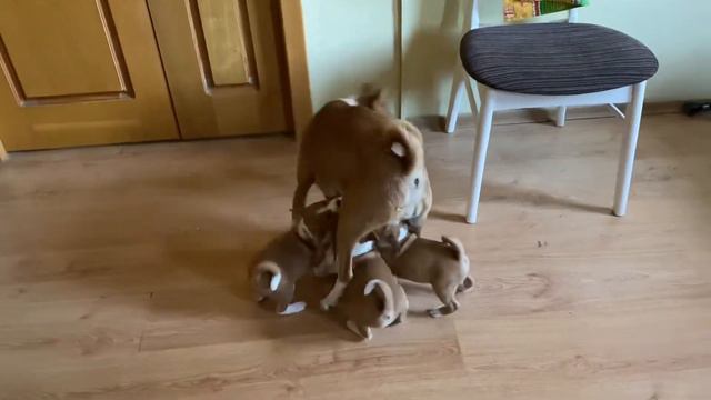 Щенки басенджи. По маминым следам. смотреть онлайн