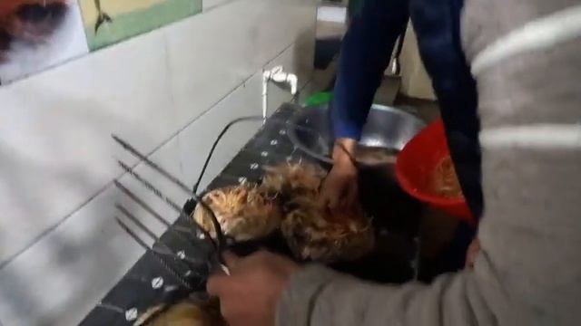МЎМИН АКА ПИШИРГАН БАЛИҚДАН ЙЕГАН ИНСОН АМЕРИКАДА БЎЛСА ХАМ ЯНА БАЛИҚ ЙЕГАНИ ҚАЙТАР КЕЛАР ЕКАН. смотреть онлайн
