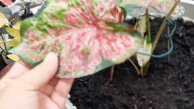 BUNGA KELADI SUSAN JUAL DI KG DAMAI KOTA MARUDU смотреть онлайн