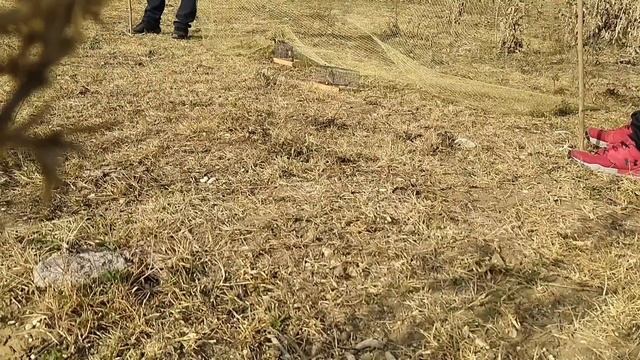 Ловля певчих птиц на тайник(реполов, щегол,).Первая пробы ловли с тайником. смотреть онлайн