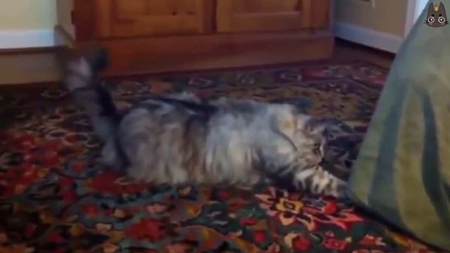 Cats Who Startle and Jump Scare! (A Compilation) смотреть онлайн