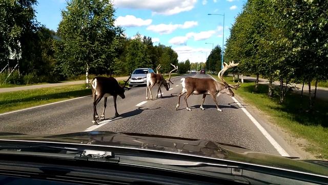 Олени в Ивало / Reindeer in Ivalo смотреть онлайн