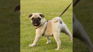 Всё про породу мопса . Уход содержание и кормление???