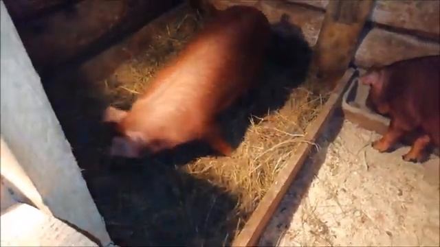 Наши поросята. Поросята породы Дюрок 2,5 месяца. смотреть онлайн