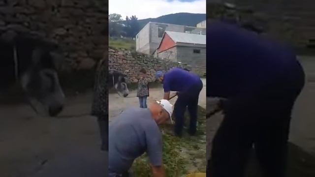 Песня без фонограммы 