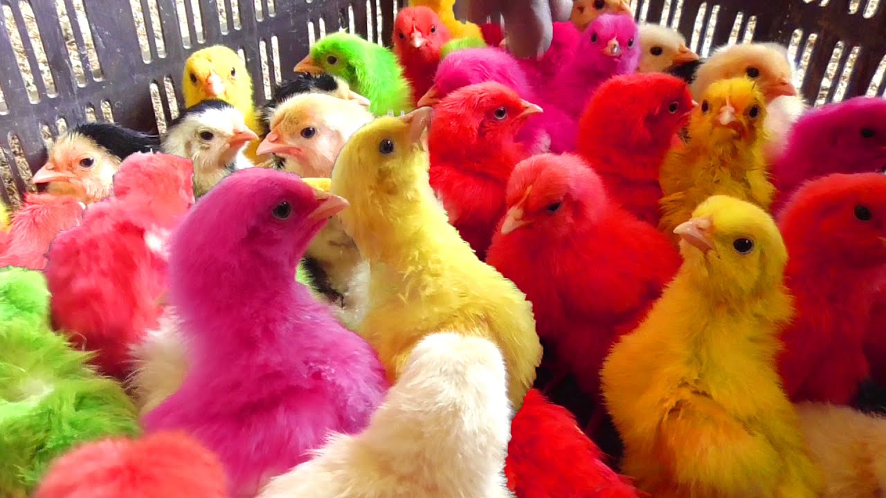 Остроумная курица Мурги Бэби "Чириканье цыплят" Звуковые цвета Галлина Фракас Видео | Разделка рыбы смотреть онлайн