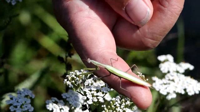 Богомол обыкновенный. Mantis religiosa. Насекомые Беларуси. смотреть онлайн