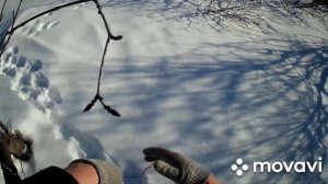 Как поймать зайца/Установка Петель- Результат!\ Охота на зайца петлями\улов 4 зайца!