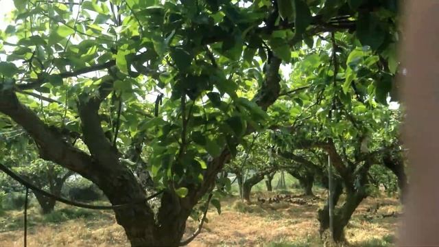 Работа в Корее.Легкая работа.Много денег. смотреть онлайн