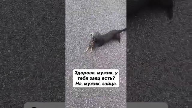 Заяц есть?!))) смотреть онлайн