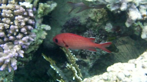 Снорклинг в Шарме часть 1.