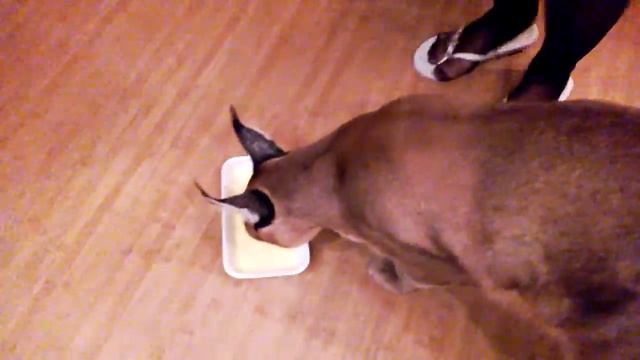 Кормление Каракала 2 ( Feeding Caracal ) Www.diamantardent.com