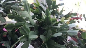 Как я ухаживаю за декабристом зигокактусом и рипсалидопсисом.