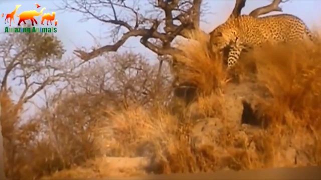 Охота Леопарда на Бородавочника Леопард против Кабана смотреть онлайн