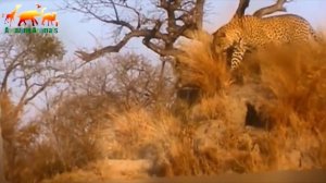 Охота Леопарда на Бородавочника  Леопард против Кабана