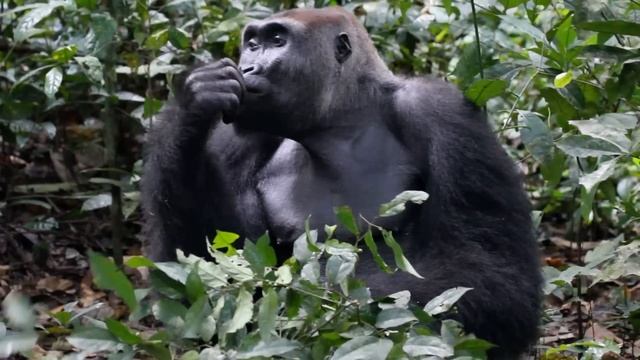 Earning the trust of wild gorillas смотреть онлайн