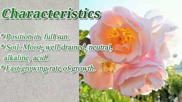 The Lady Of The Lake (Ausherbert) Rose /#Roses /#floriculture