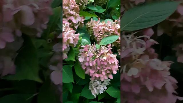 Endless summer hydrangea #hydrangeas смотреть онлайн