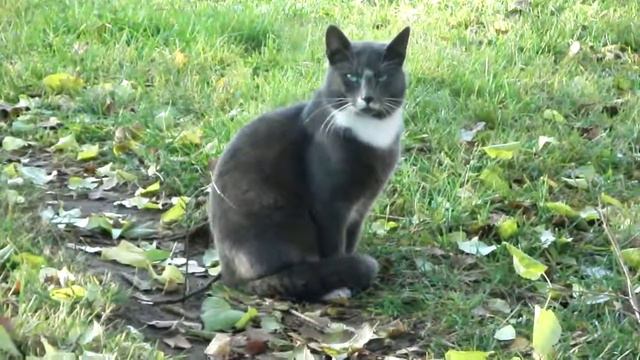 кот 3 ноября 2011 Рига Кенгарагс смотреть онлайн