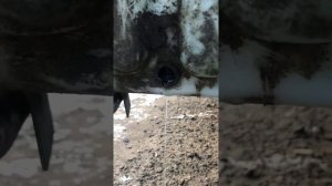 Замена моторчика бачка омывателя Ford transit