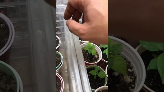 Starting seedlings смотреть онлайн