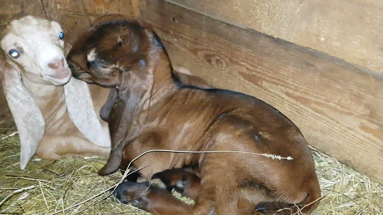 ПРОДАЮ КОЗЛЯТ КАМОРИ НУБИЙСКИЕ смотреть онлайн