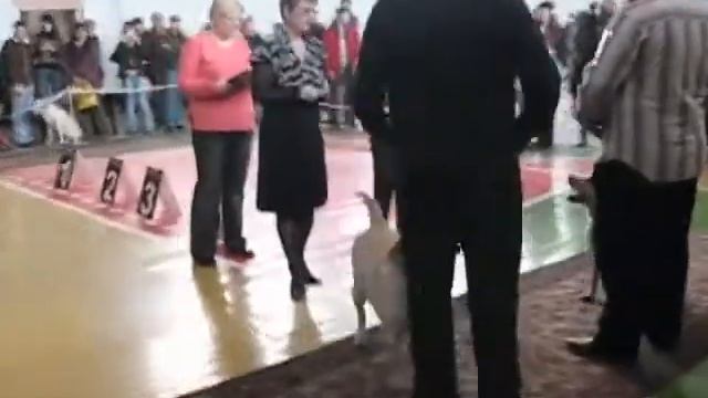 ЛАБРАДОР-РЕТРИВЕРЫ. Выставка «Жемчужина Сибири» смотреть онлайн