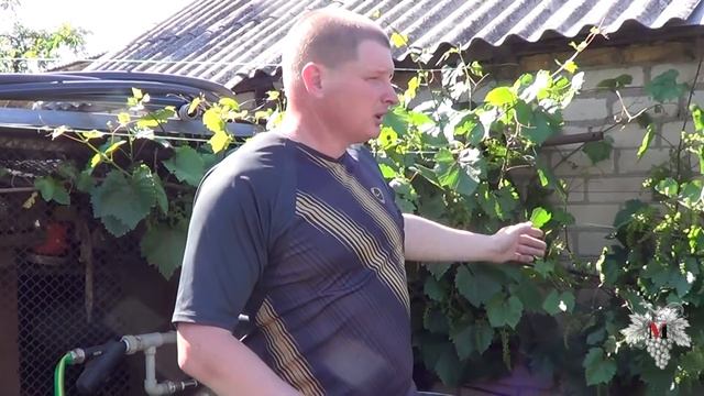 Подкормка виноградника. Работы перед цветением. Виноград 2017. смотреть онлайн