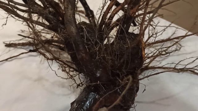 Рак на розе 🌹 😭Осторожно! Что нужно сделать немедленно! смотреть онлайн