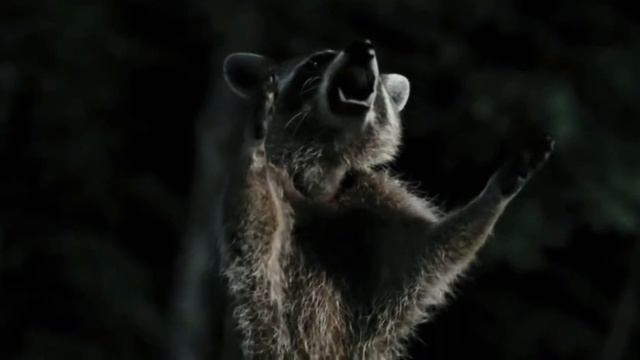 Furry Vengeance 2010