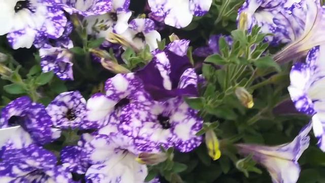 Le nuove fioriture primaverili смотреть онлайн