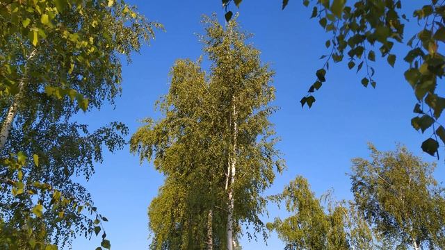 Народные ПРИМЕТЫ о ЕДЕ и про ЕДУ смотреть онлайн