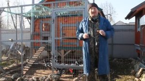 БЕРЁЗОВЫЙ ДЁГОТЬ-- копеечная защита кур от любой заразы.