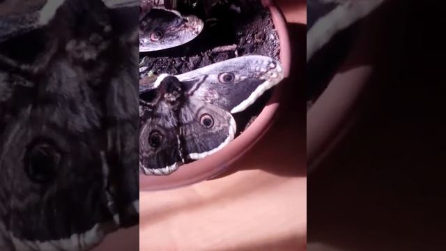 Бабочки из красно книги смотреть онлайн