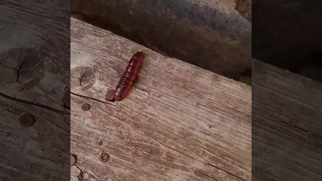 ГУСЕНИЦА ИВОВОВОГО ДРЕВОТОЧЦА смотреть онлайн