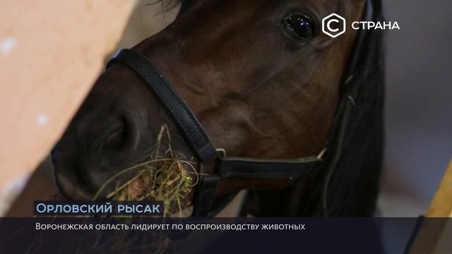 Орловские рысаки Алтайский край смотреть онлайн