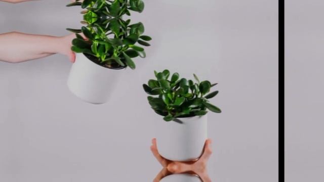 Много люди держат дома денежное дерево но не знают какую пользу он может принести смотреть онлайн