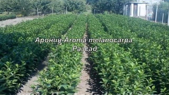Посадъчен Материал Арония Aronia melanocarpa Фиданки Разсад смотреть онлайн
