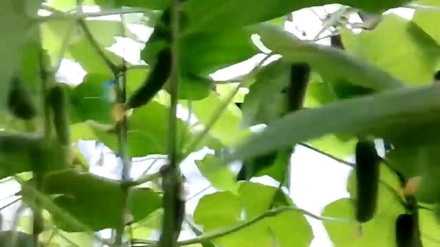 РЕЗУЛЬТАТ УХОДА ЗА ОГУРЦАМИ В ТЕПЛИЦЕ смотреть онлайн